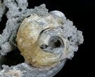 Crystal Filled Fossil Whelks & Bivalves in Matrix! #5533-3